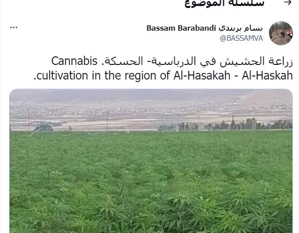 المرصد: لا صحة لما تداوله "بسام بربندي" حول زراعة الحشيش في الدرباسية شمال سوريا