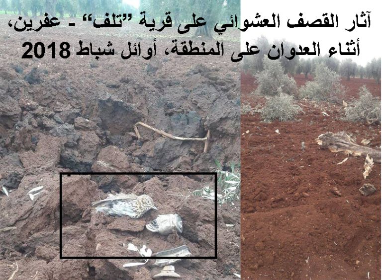 تقرير: عفرين تحت الاحتلال (216).. تهجير واسع وحرق غابات وسرقة ثمار الزيتون قبل أوانها