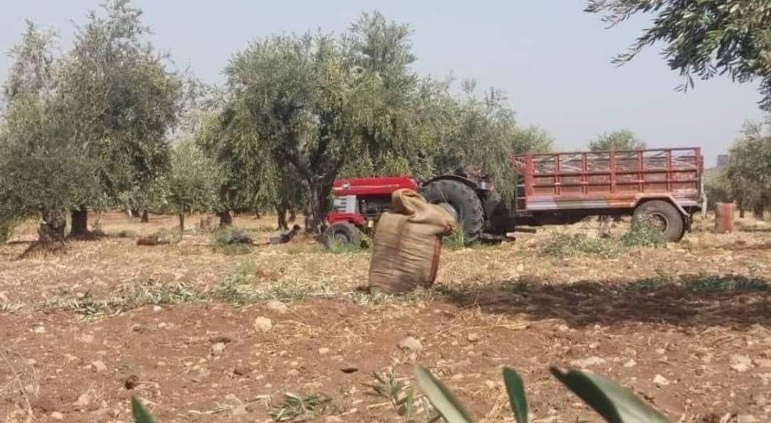 المرصد السوري: فصائل “الجيش الوطني” تواصل سرقة محصول الزيتون في عفرين