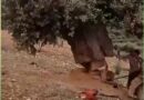 عناصر من المعارضة السورية يقطعون شجرة معمرة يبلغ عمرها 200 عام في مدينة عفرين (فيديو)