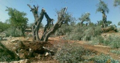 الفصائل الإرهابية تواصل قطع أشجار الزيتون في عفرين المحتلة