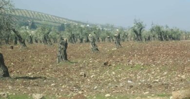 مسلحون يقطعون 144 شجرة زيتون و11 شجرة سرو وجوز في ريف عفرين المحتل