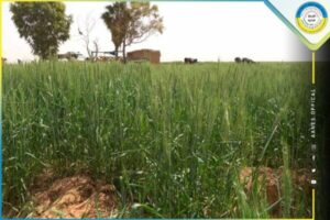 مع استمرار انحسار الفرات.. الزراعة والري للطبقة تدق نواقيس الخطر