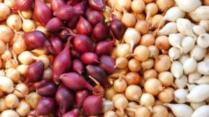 4 كيلوغرامات  بدل 2.. سوريون منشغلون بقضية “البصل”