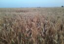 هيئة الزراعة والري بشمال وشرق سوريا تخصص 30 مركزًا لاستلام محصول القمح