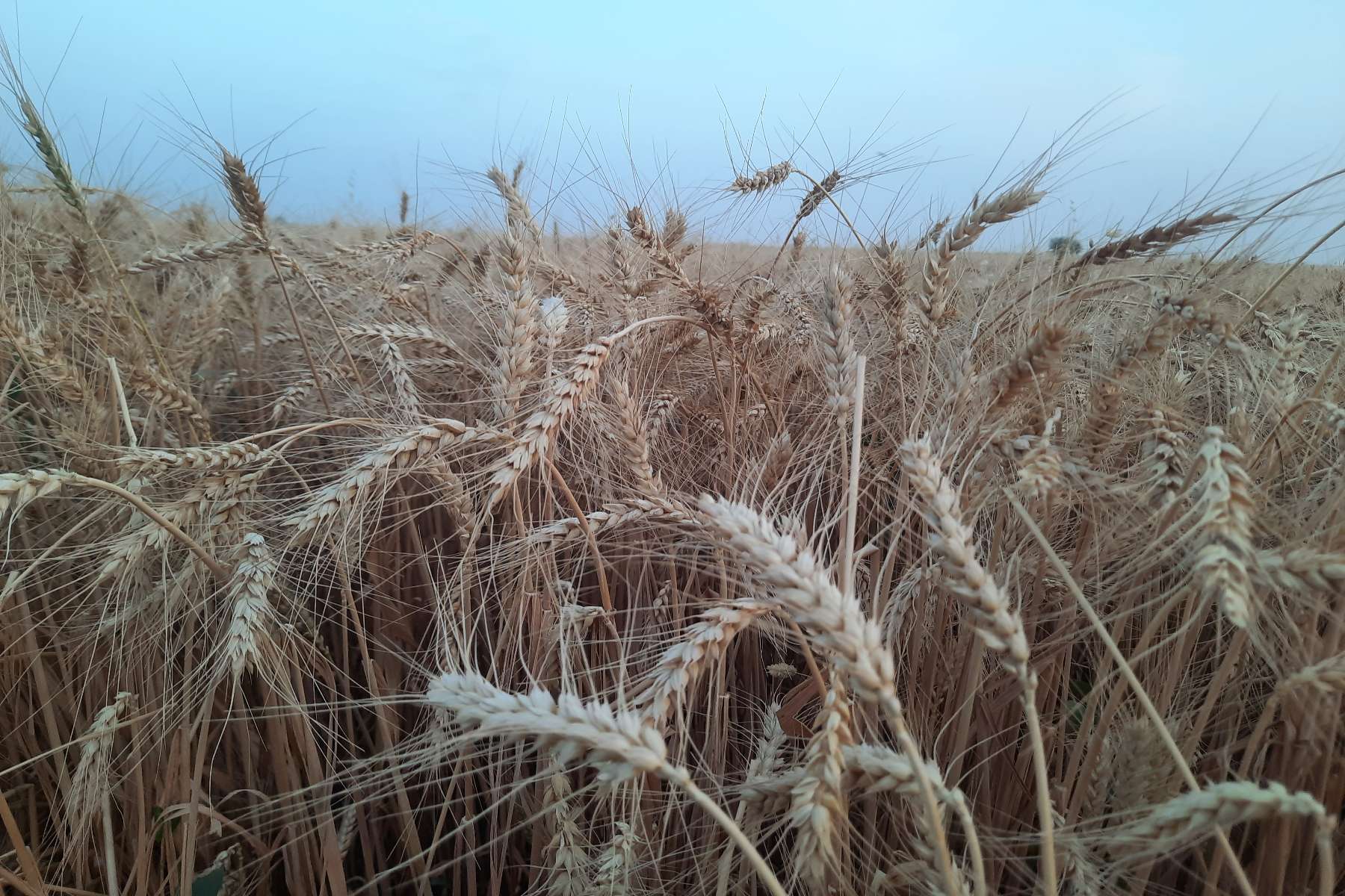 شركة تطوير المجتمع الزراعي للحسكة تستمر باستلام محصول القمح