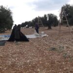 zeytun-efrin