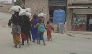 مزارعون كرد من عفرين يتعرضون لعملية سطو على محاصيل الزيتون الخاصة بهم