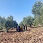 zeytun-efrin