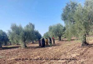 حملة جراد في عفرين ينهبون أرزاق مواطنيها محصول الزيتون على مرأى ومسمع الجميع