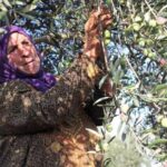 zeytun-efrin112