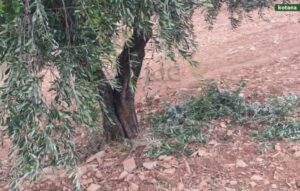 بالرغم من نداءات الأهالي يستمر المستوطنين ومتزعمي الفصائل في عفرين بسرقة المحاصل من البساتين الكردية على مرمى ومسمع الأمن العام وبرعايتها